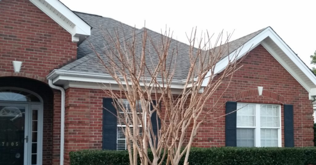 Prune Crepe Myrtle 1