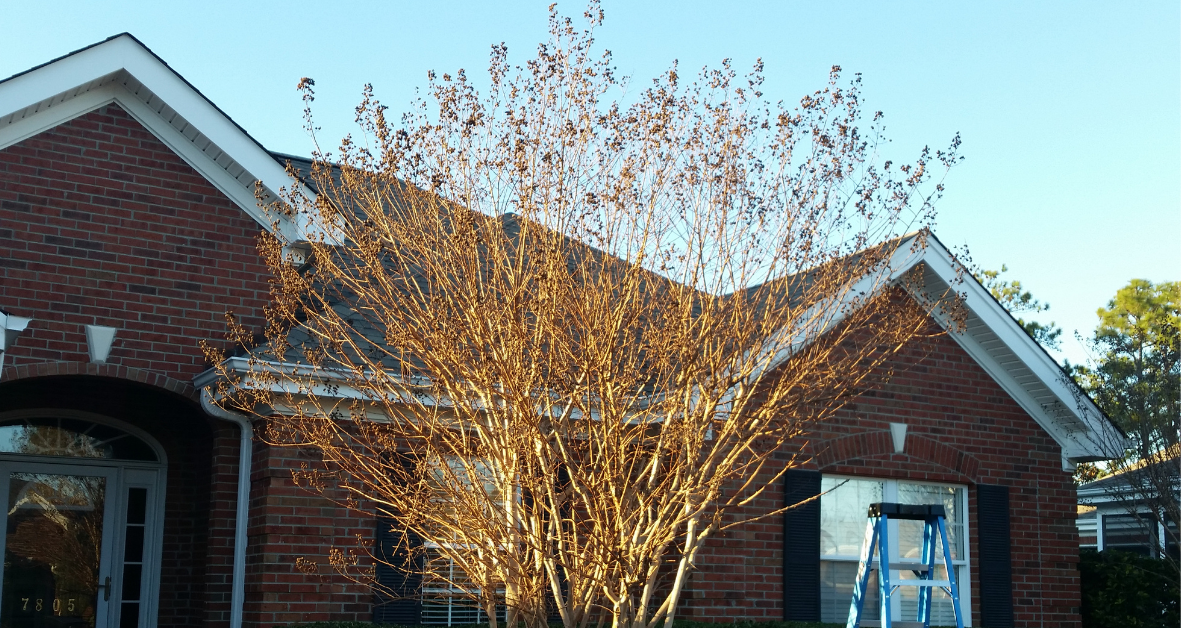 Prune Crepe Myrtles