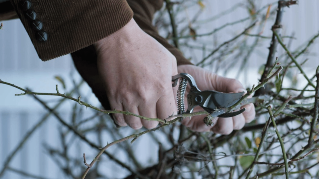How to Prune Knock Out Roses in Wilmington NC