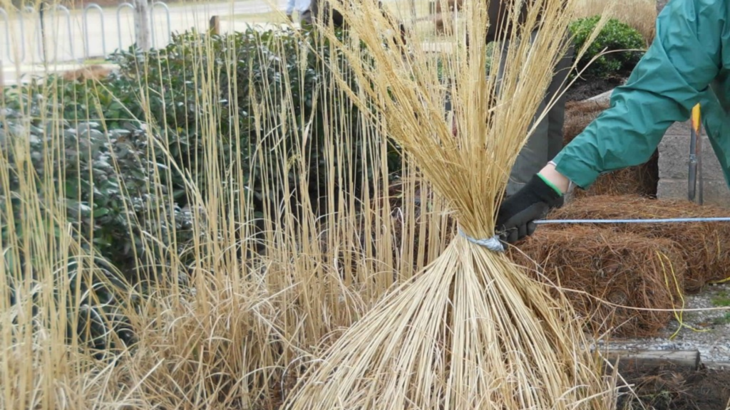 Ornamental Grass