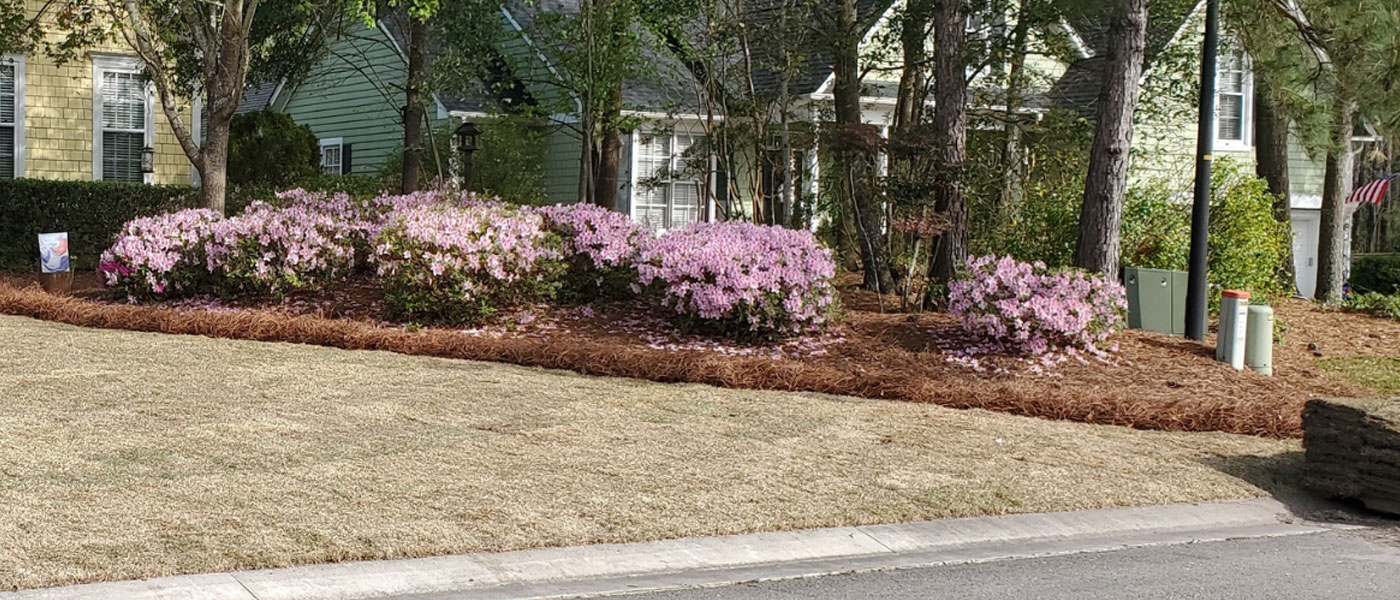 Sod Installation Wilmington NC