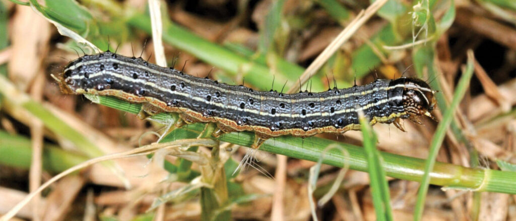 Armyworm Control In Wilmington, Leland & Hampstead NC