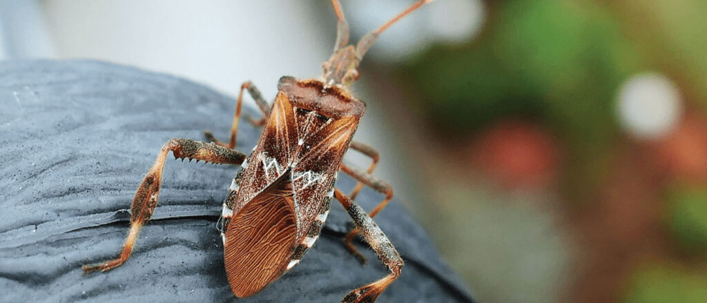 Chinch Bug Control In Wilmington, Leland & Hampstead NC