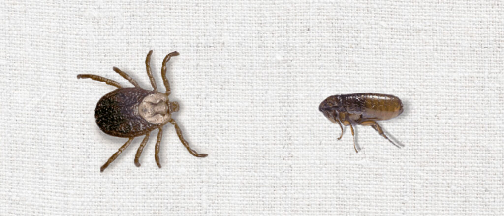 Outdoor Flea and Tick Control In Wilmington, Leland & Hampstead NC