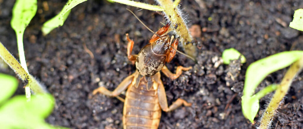Mole Cricket Control In Wilmington, Leland & Hampstead NC