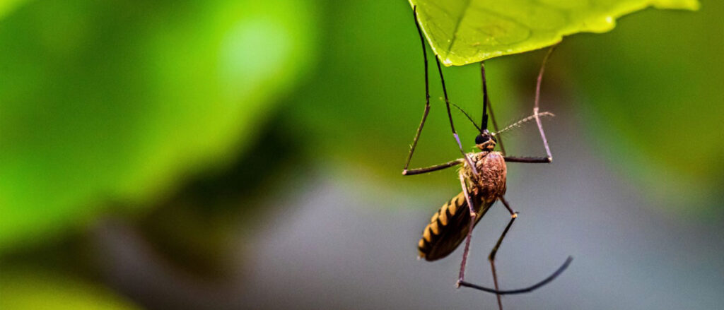 Mosquito Control In Wilmington, Leland & Hampstead NC