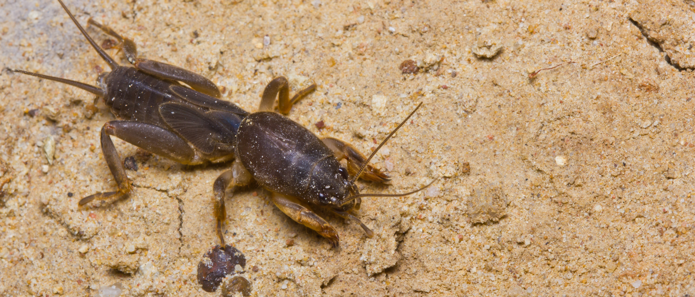 Lawn Pest Control Services 2