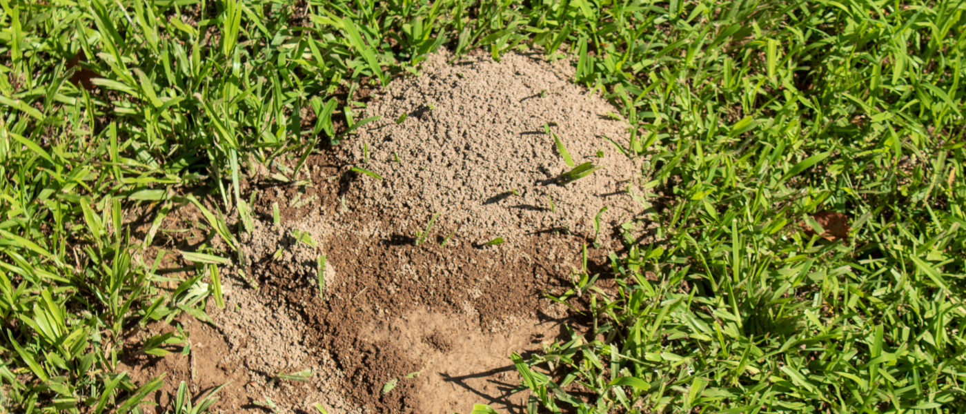lawn pest control service
