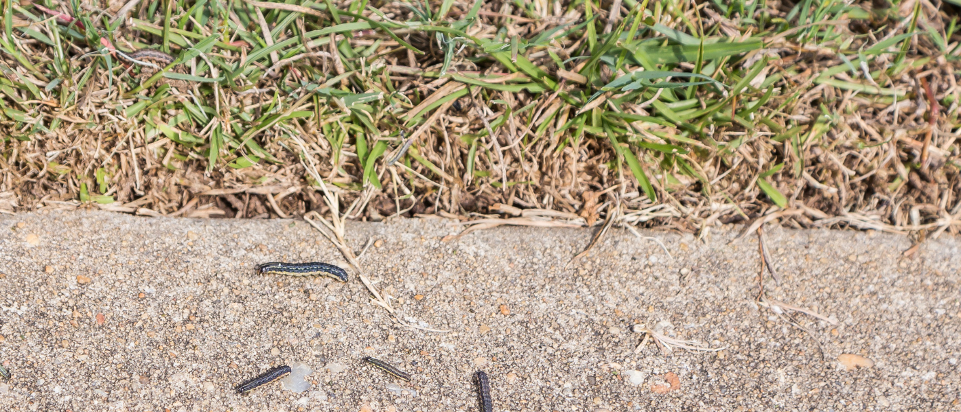 lawn pest control