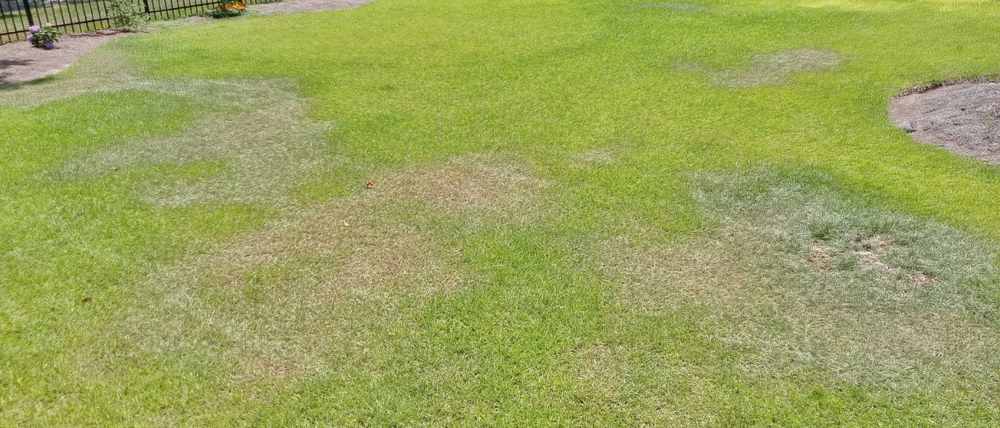 lawn treatment 3
