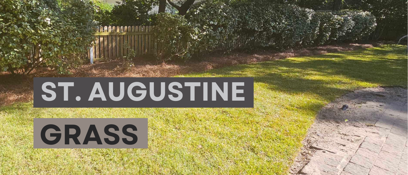 St Augustine Grass Wilmington NC