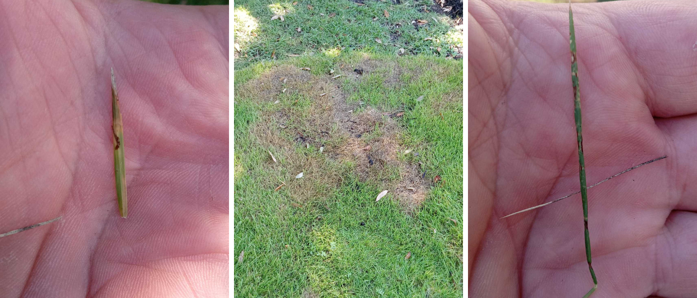Lawn Disease & Fungus Control in Wilmington, Leland & Hampstead