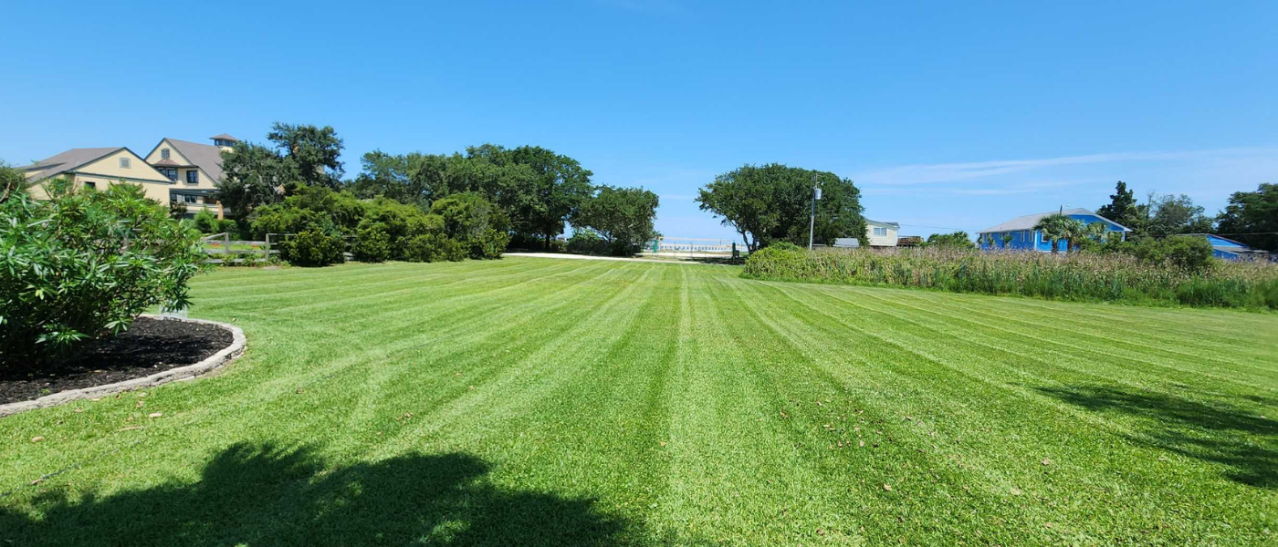 warm season grasses