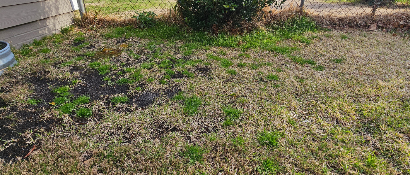 Poa Annua in Wilmington NC