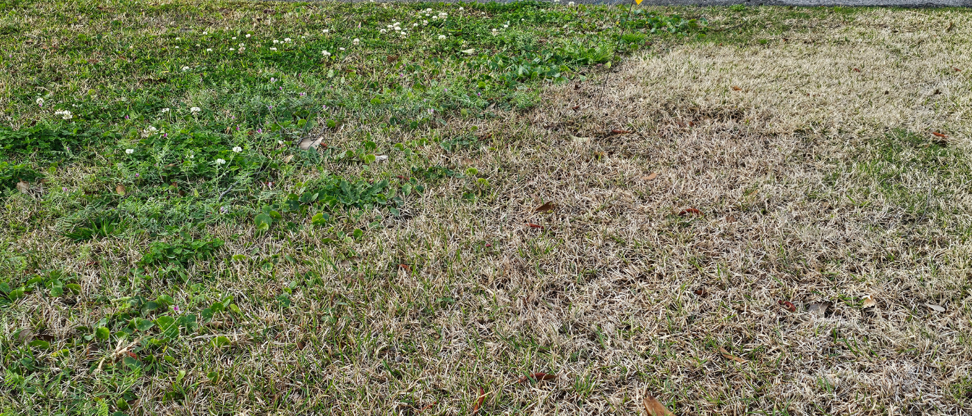 control weeds in Wilmington nc