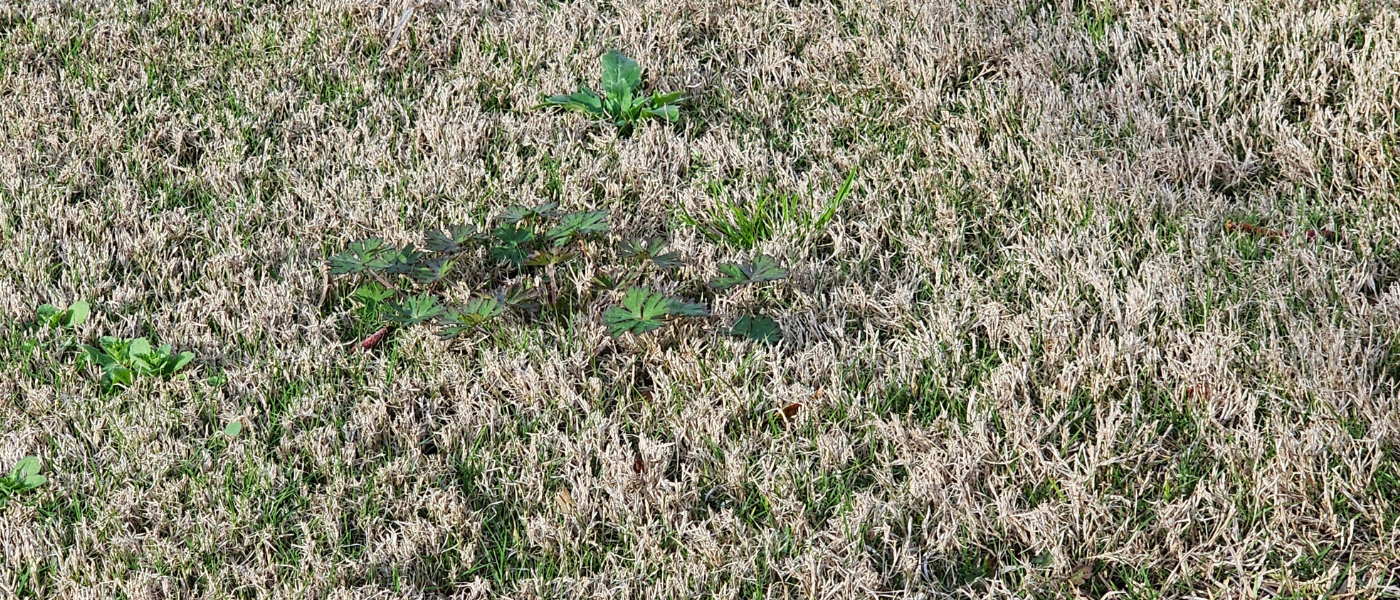 control weeds