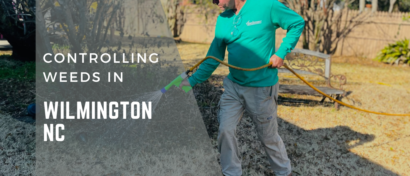 controlling weeds in Wilmington nc