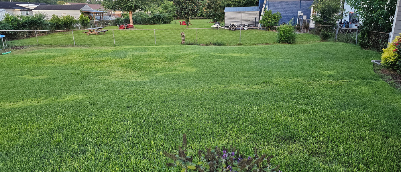 greened up warm season grass