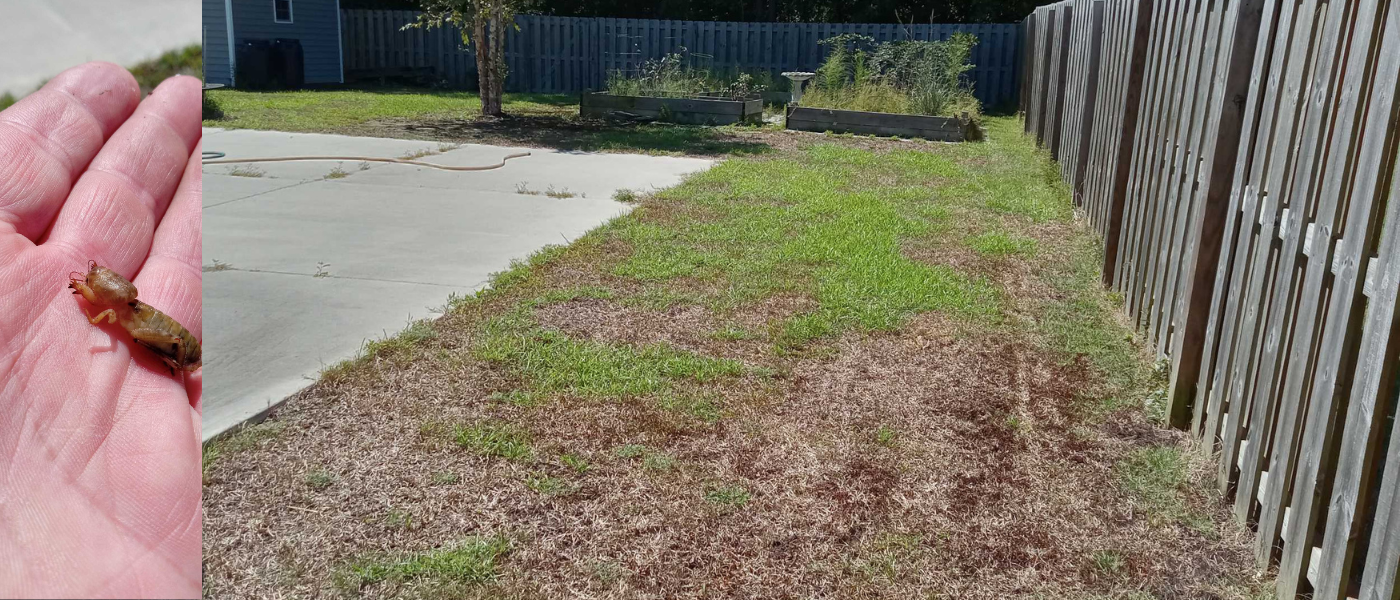 mole cricket damage Wilmington NC