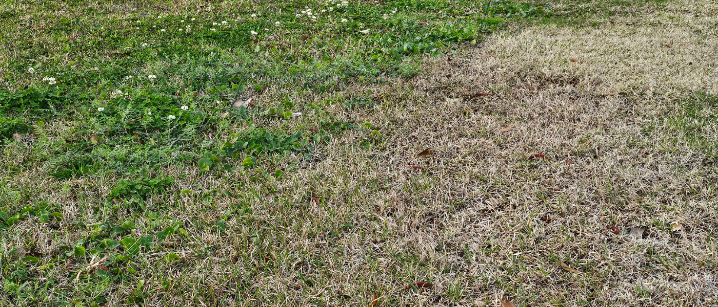 weeds in Wilmington NC