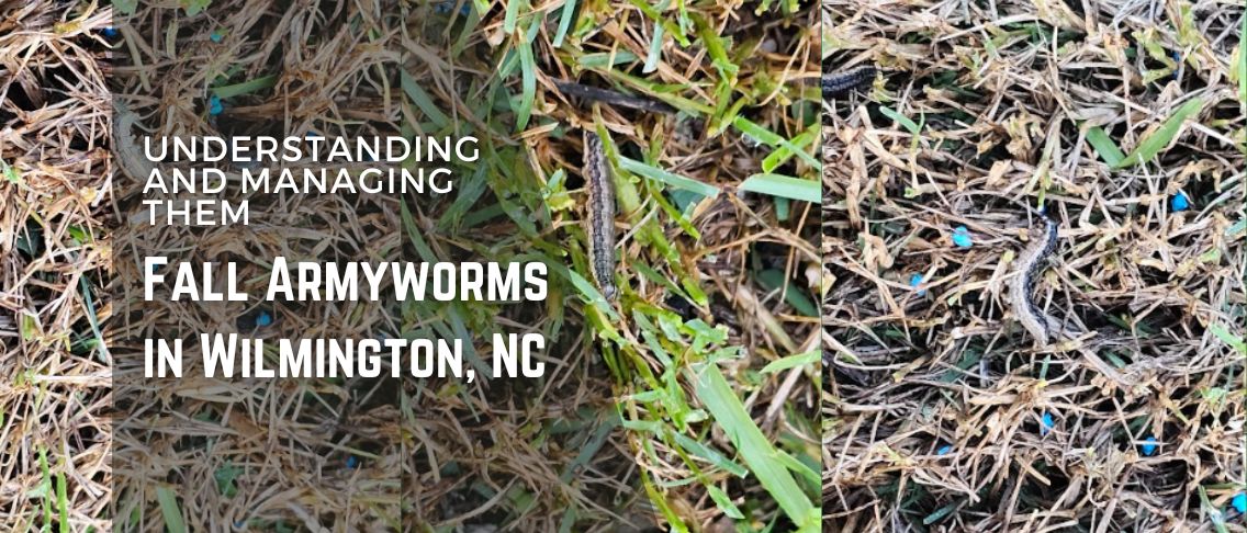 Fall Armyworms in Wilmington, NC: Understanding and Managing Them