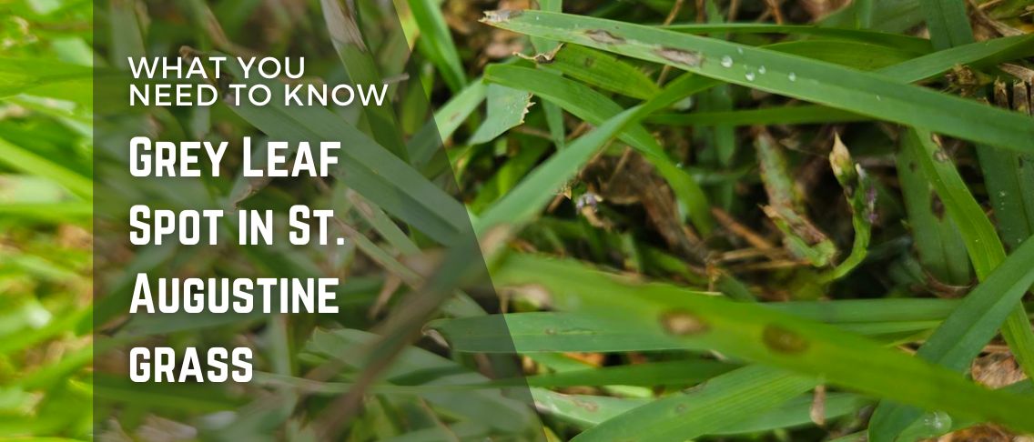 Grey Leaf Spot in St. Augustine Grass
