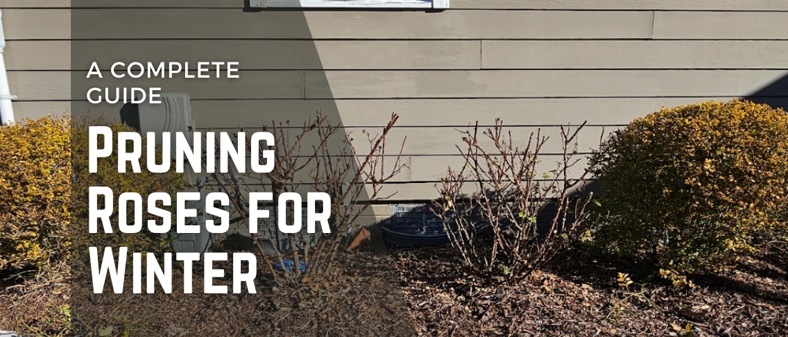Pruning Roses for Winter: A Complete Guide