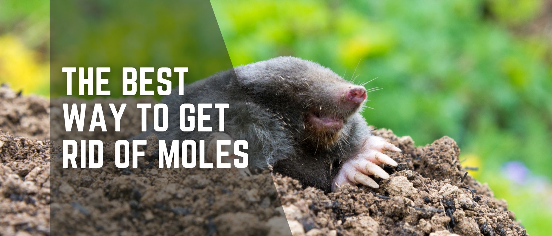 The Best Way to Get Rid of Moles: A Complete Guide