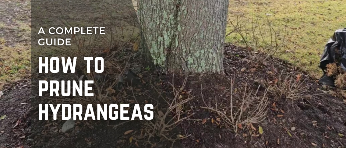 How to Prune Hydrangeas for Winter: A Complete Guide