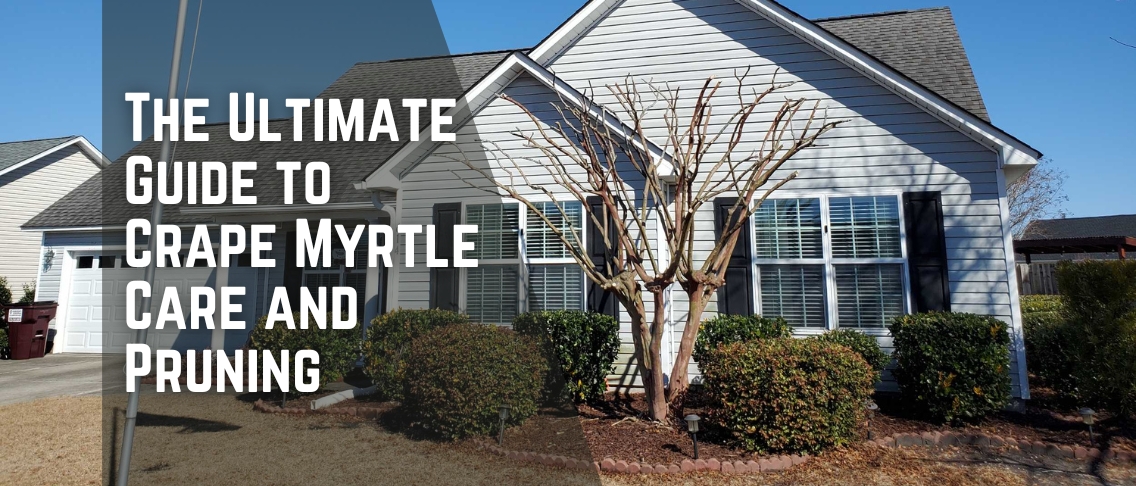 The Ultimate Guide to Crape Myrtle Care and Pruning