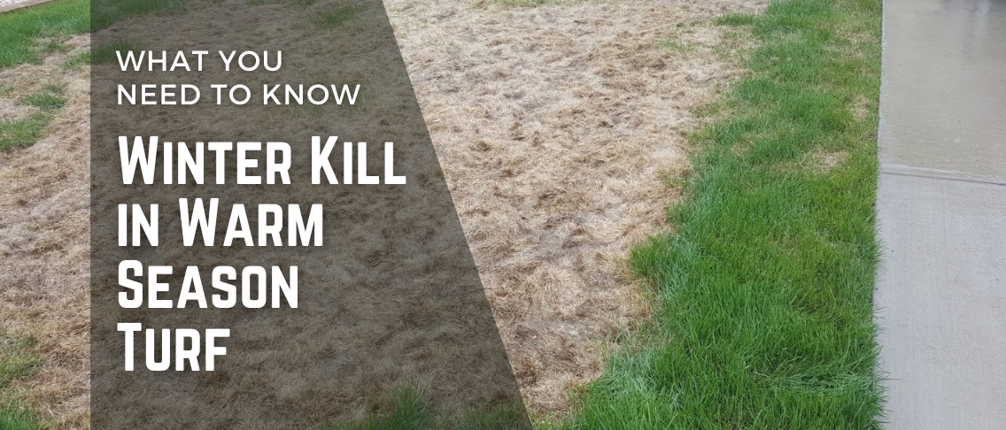 Winter Kill in Warm Season Turf: What You Need to Know