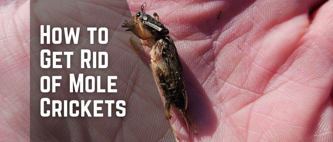 How to Get Rid of Mole Crickets: Expert Lawn Tips for a Healthy Yard