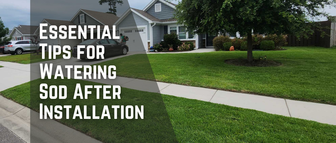 Essential Tips for Watering Sod After Installation: The Complete Guide to a Healthy Lawn